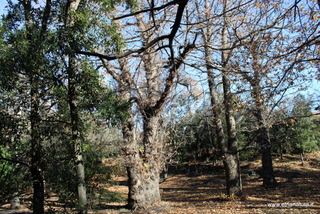 Castagno Pianobello